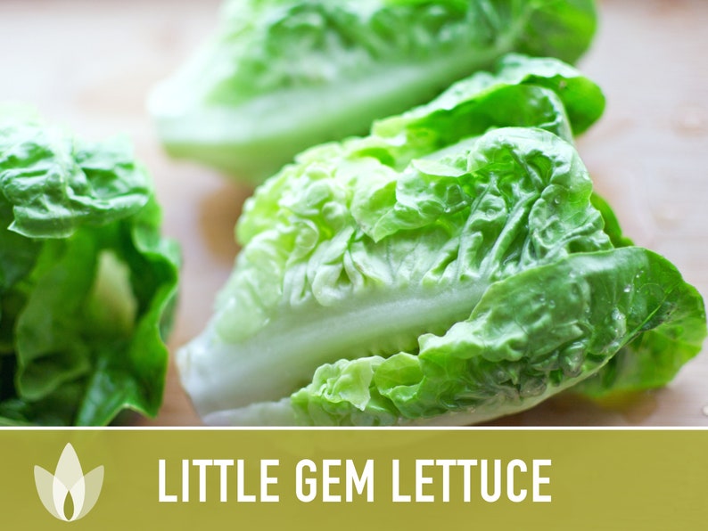 Little Gem Lettuce Heirloom Seeds Sucrine, Sugar Cos, Butterhead, Fresh Salad Garden, Open Pollinated, Non-GMO Bild 5