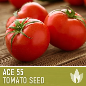 Ace 55 Tomato Seeds - 30 Heirloom Seeds, Determinate, Paste Tomato, Organic, Canning Tomato, Container Garden, Open Pollinated, Non-GMO