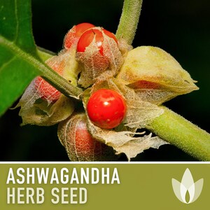 Ashwagandha Herb Seeds | 30+ Seeds, Organic, Heirloom Indian Ginseng, Medicinal, Withania somnifera image 5