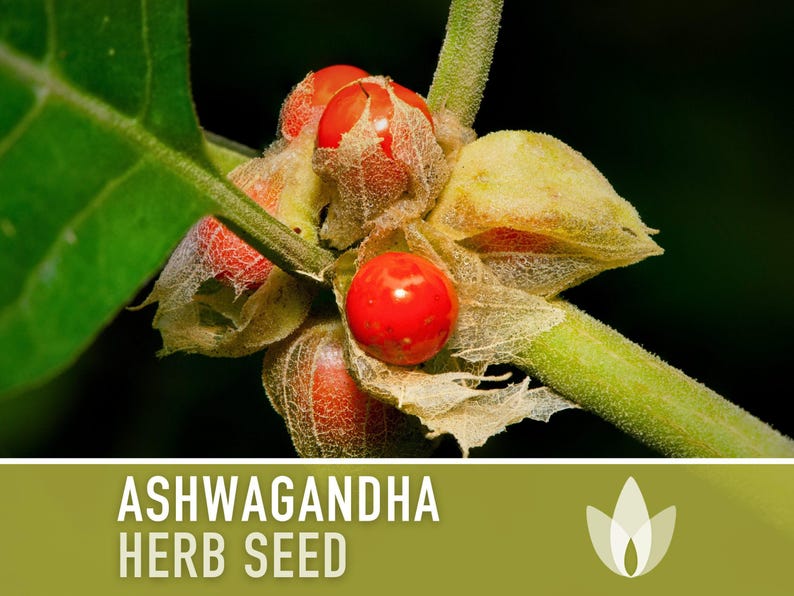 Ashwagandha Herb Seeds | 30+ Seeds, Organic, Heirloom Indian Ginseng, Medicinal, Withania somnifera image 5