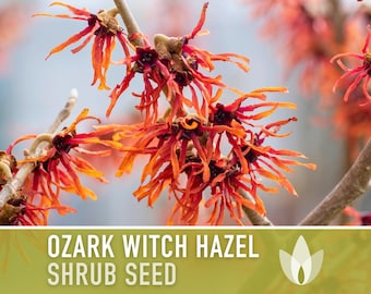 Ozark Witch Hazel Seeds - Heirloom Seeds, Hamamelis Vernalis, Flowering Shrub, Early Bloom, Open Pollinated, Non-GMO