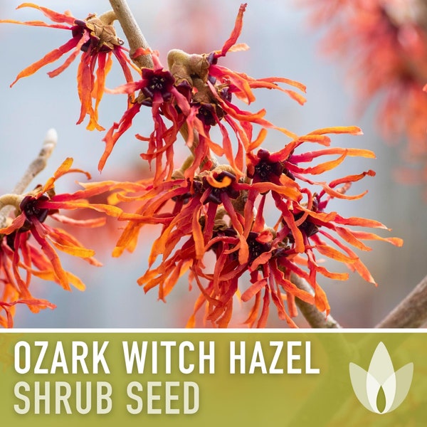 Ozark Witch Hazel Seeds - Heirloom Seeds, Hamamelis Vernalis, Flowering Shrub, Early Bloom, Open Pollinated, Non-GMO