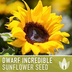 Dwarf Sunflower Seeds | 20+ Seeds, Heirloom Non-GMO, Yellow Blooms, Container Friendly, Helianthus annuus image 4