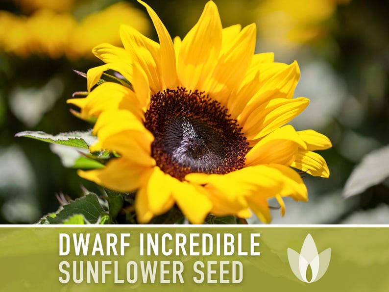 Dwarf Sunflower Seeds | 20+ Seeds, Heirloom Non-GMO, Yellow Blooms, Container Friendly, Helianthus annuus image 4