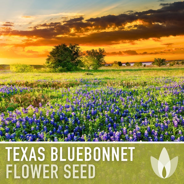 Texas Bluebonnet Flower Seeds - Heirloom Seeds, Texas State Flower, Lupine Seeds, Pollinator Friendly, Open Pollinated, Non-GMO