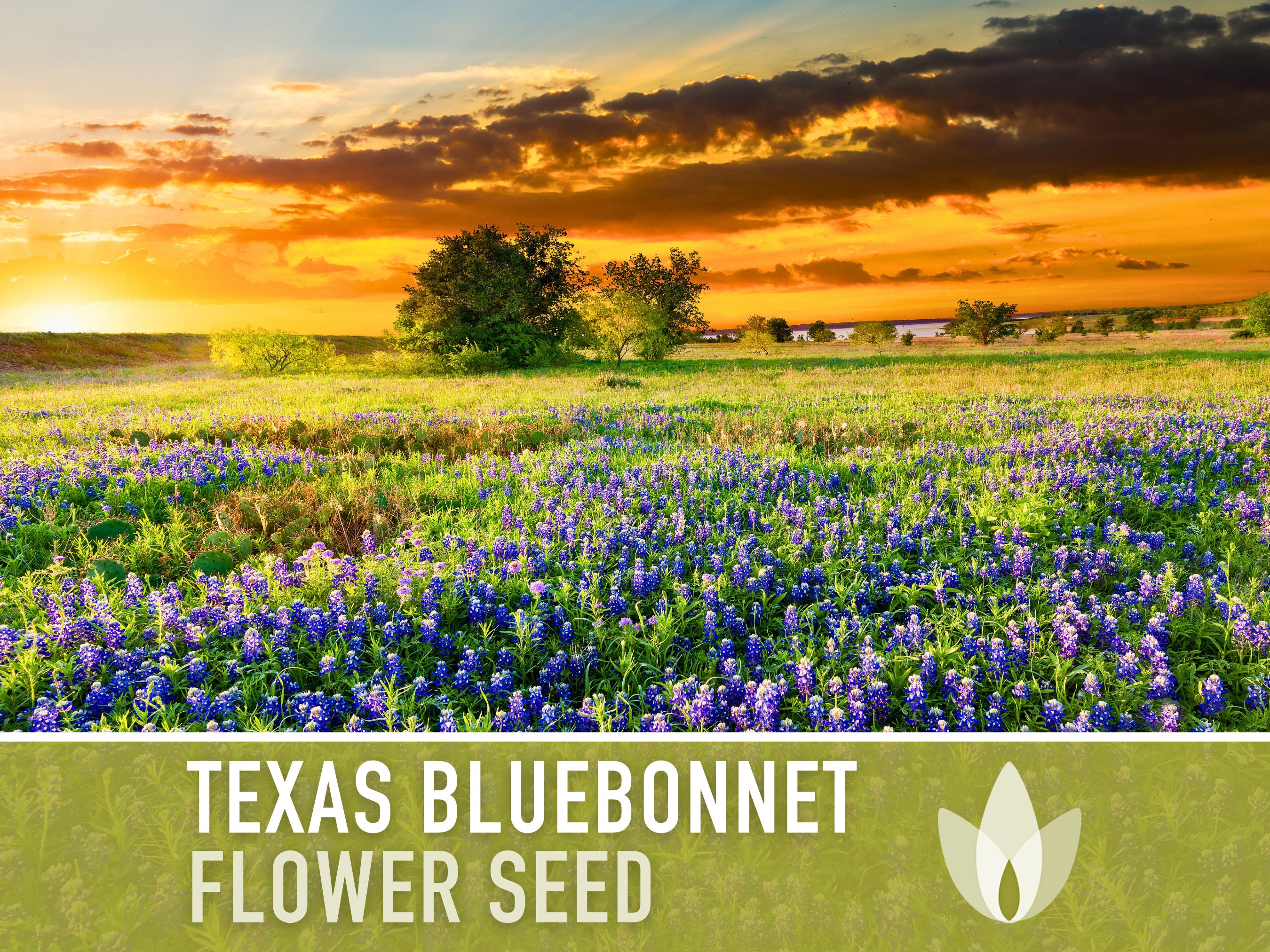 Texas Bluebonnet Flower Seeds - Heirloom Seeds, Texas State Flower, Lupine Seeds, Pollinator Friendly, Open Pollinated, Non-GMO