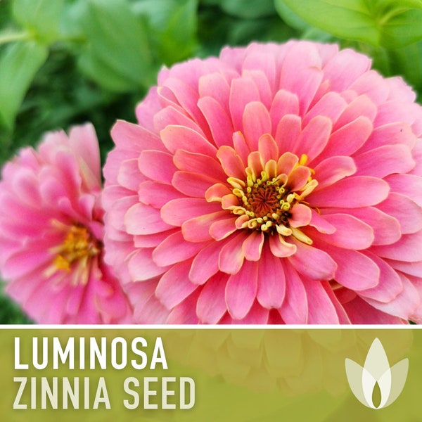 Zinnia, Luminosa Heirloom Seeds, Flower Seeds