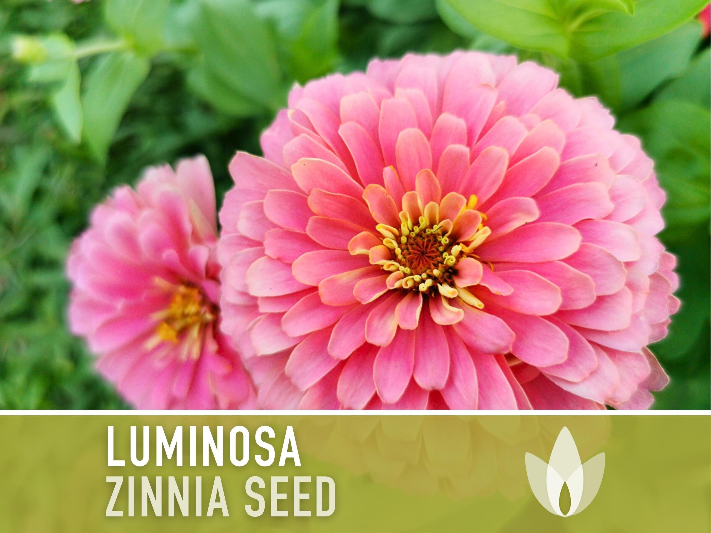Zinnia, Luminosa Heirloom Seeds, Flower Seeds