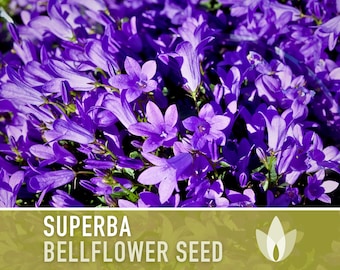 Superba Bellflower Flower Seeds - Heirloom Seeds, Clustered Bellflower, Deep Violet Blooms, Bee Friendly, Campanula Glomerata, Non-GMO