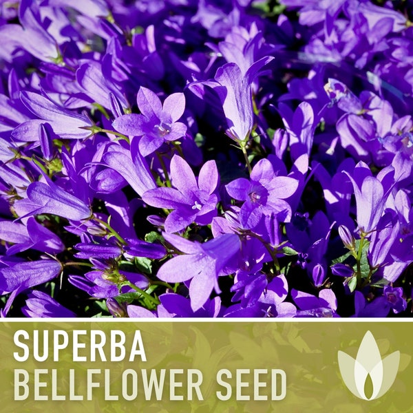 Superba Bellflower Flower Seeds - Heirloom Seeds, Clustered Bellflower, Deep Violet Blooms, Bee Friendly, Campanula Glomerata, Non-GMO