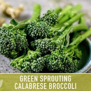 Green Sprouting Calabrese Broccoli Seeds - Heirloom, Organic, Non-GMO, Open Pollinated, Seed Packets image 8