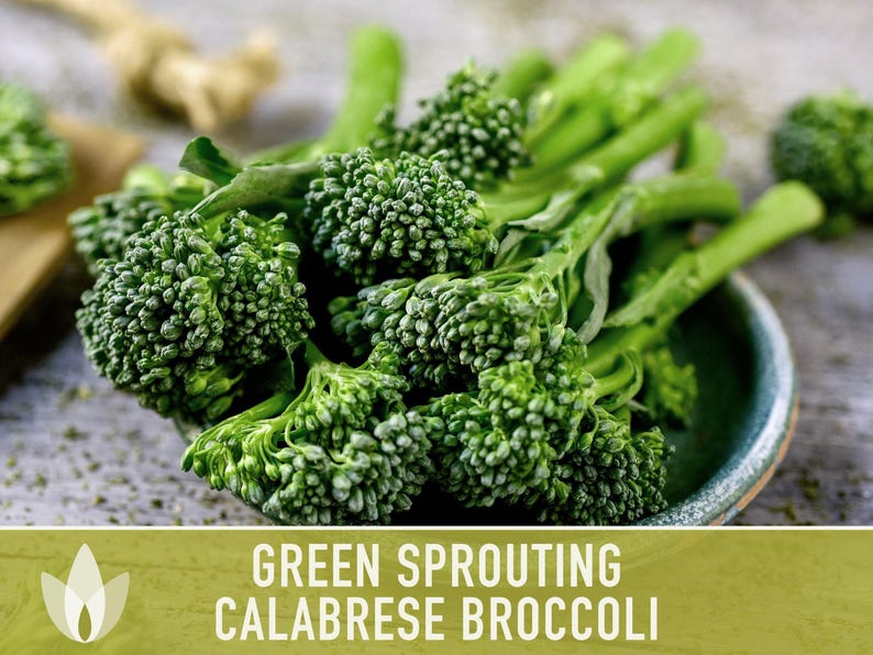 Green Sprouting Calabrese Broccoli Seeds - Heirloom, Organic, Non-GMO, Open Pollinated, Seed Packets image 8