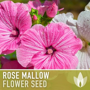 Edible Flower Heirloom Seed Mix Seed Packets, Flower Seeds, Herb Seeds, Non  GMO, Open Pollinated 