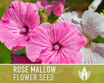 Rose Mallow Flower Seeds - Heirloom Seeds, Tree Mallow Seeds, Hibiscus Seeds, Pollinator Garden, Late Blooming, Open Pollinated, Non-GMO