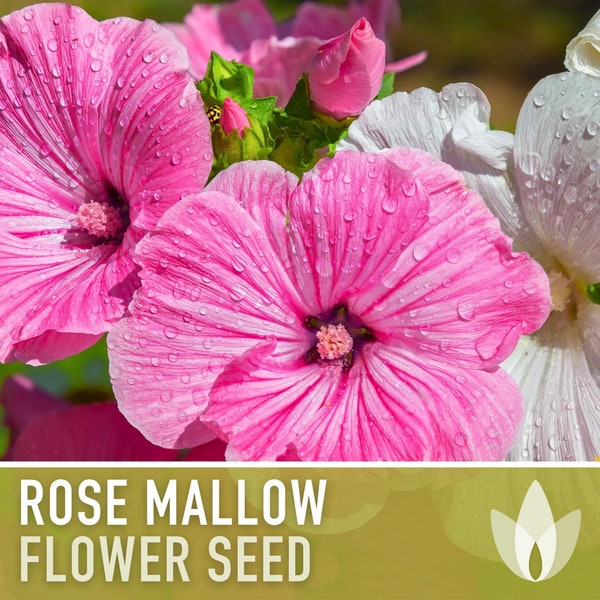 Rose Mallow Flower Seeds - Heirloom Seeds, Tree Mallow Seeds, Hibiscus Seeds, Pollinator Garden, Late Blooming, Open Pollinated, Non-GMO