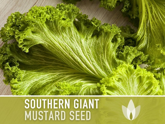 Mustard Greens Seeds - Southern Giant Curled