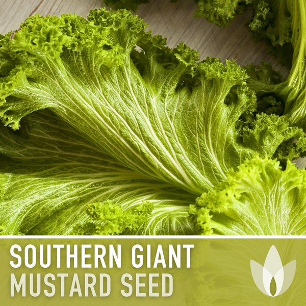 Southern Giant Curled Mustard Greens Heirloom Seeds - Fresh Salad, Cold Tolerant, Open Pollinated, Non-GMO