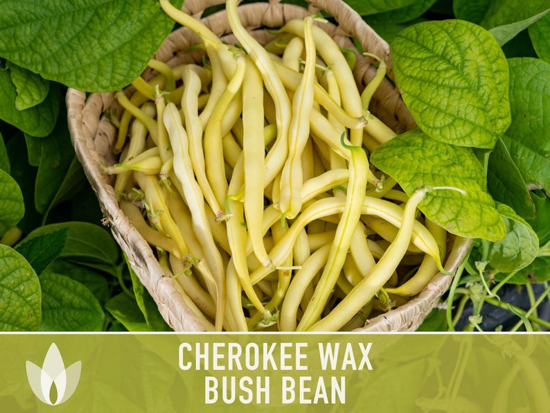 SeedGeeks Cherokee Wax Bush Bean Seeds - Thumbnail 2