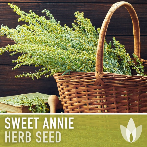 Sweet Annie Herb Seeds - Heirloom Seeds, Sweet Wormwood, Chinese Wormwood, Sagewort, Asian Seeds, Artemisia Annua, Open Pollinated, Non-GMO