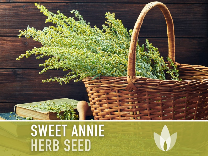 Sweet Annie Herb Seeds Heirloom Seeds, Sweet Wormwood, Chinese Wormwood, Sagewort, Asian Seeds, Artemisia Annua, Open Pollinated, Non-GMO image 1