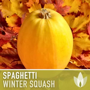 Vegetable Spaghetti Winter Squash Heirloom Seeds