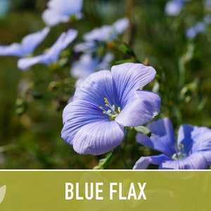 Blue Flax Wildflower Heirloom Seeds, Flower Seeds, Wildflower image 6