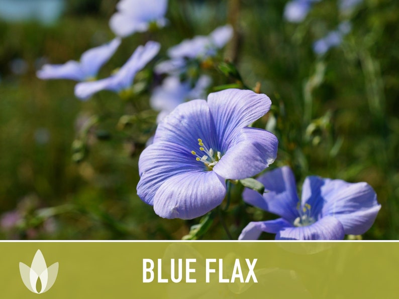 Blue Flax Wildflower Heirloom Seeds, Flower Seeds, Wildflower image 6