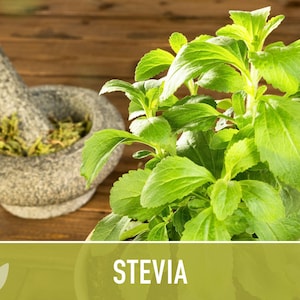 Stevia Herb Seeds - Natural Sweetener, Non-GMO Heirloom image 7