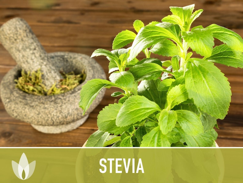 Stevia Herb Seeds - Natural Sweetener, Non-GMO Heirloom image 7