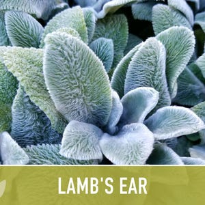 Lamb's Ear Flower Seeds – Heirloom Stachys Byzantina, Pollinator Friendly afbeelding 11