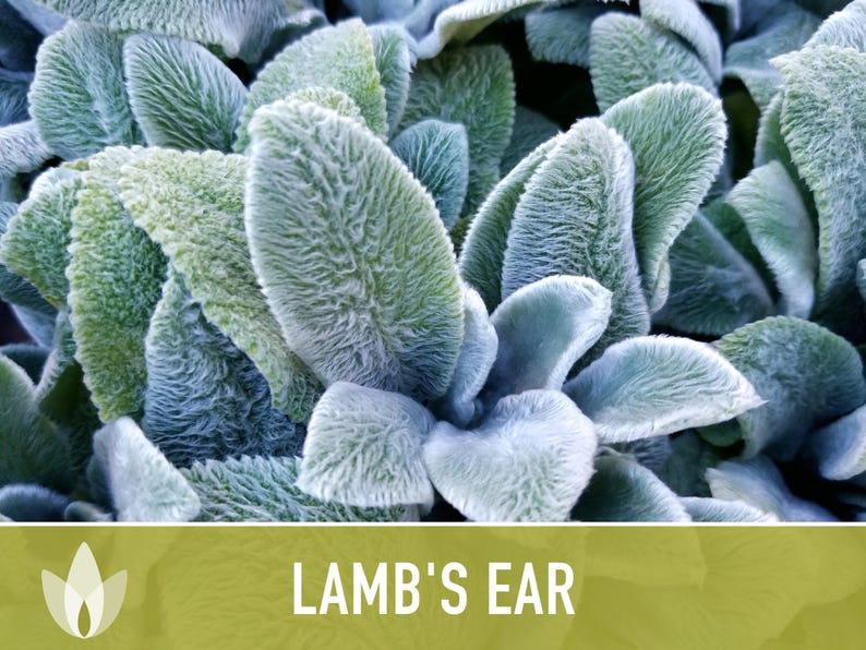 Lamb's Ear Flower Seeds – Heirloom Stachys Byzantina, Pollinator Friendly afbeelding 11