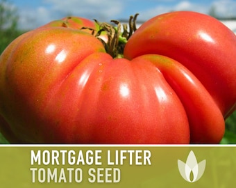 Mortgage Lifter Tomato Heirloom Seeds