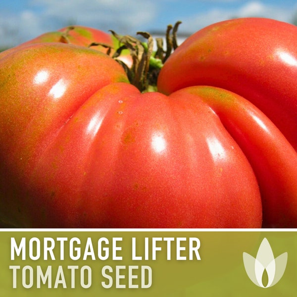 Mortgage Lifter Tomato Heirloom Seeds