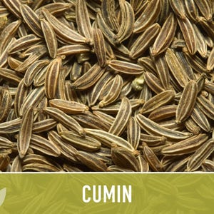 Cumin Herb Heirloom Seeds afbeelding 8