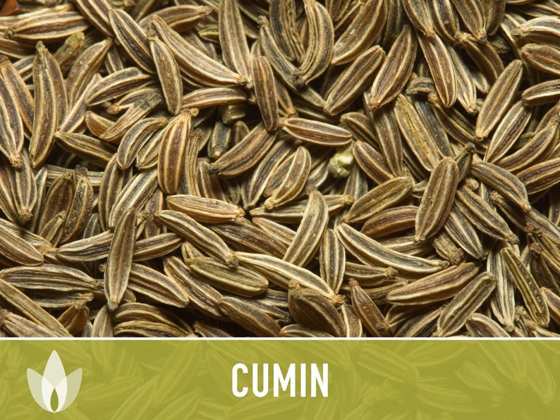 Cumin Herb Heirloom Seeds afbeelding 8