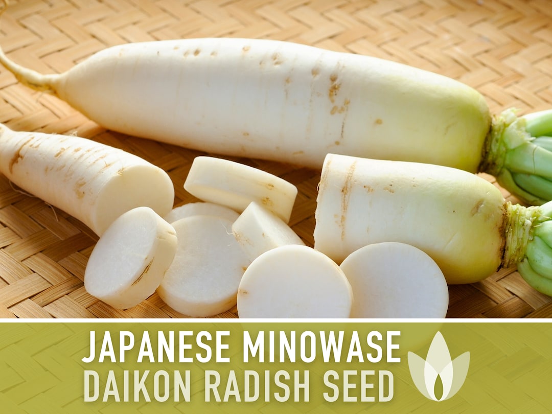 Japanese Minowase Daikon Radish Heirloom Seeds Root Vegetables, Fall ...
