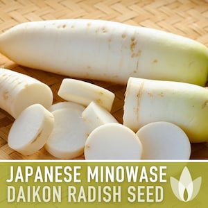 Japanese Minowase Daikon Radish Heirloom Seeds - Root Vegetables, Fall Garden, Microgreens, Sprouting Seeds, Non-GMO