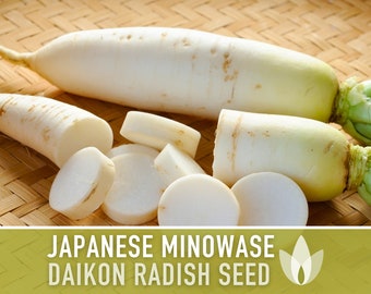 Japanese Minowase Daikon Radish Heirloom Seeds - Root Vegetables, Fall Garden, Microgreens, Sprouting Seeds, Non-GMO