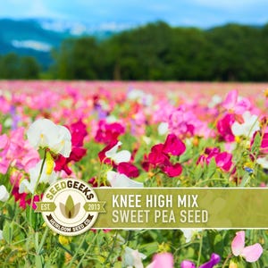 Sweet Pea Seeds, Knee High Flower Mix, Lathyrus Odoratus image 1
