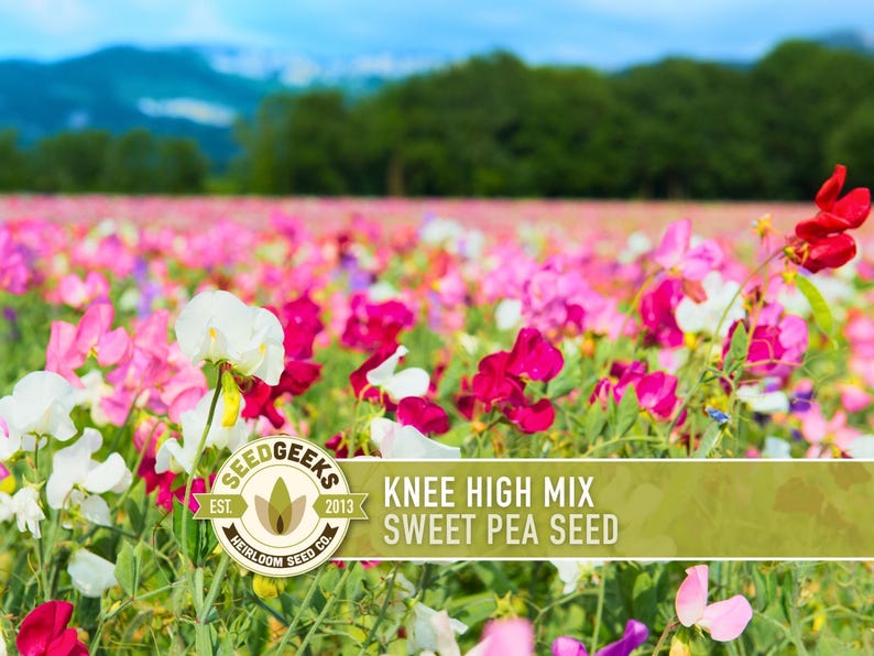 Sweet Pea Seeds, Knee High Flower Mix, Lathyrus Odoratus image 1