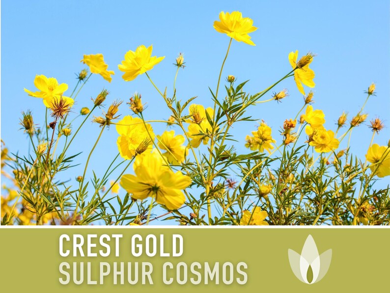 Sulphur Cosmos Seeds, Crest Gold, Pollinator Friendly (Non-GMO) image 4