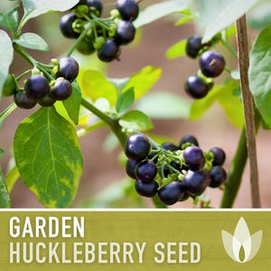 Garden Huckleberry Seeds - Heirloom, Non-GMO | 20+ Seeds image 7