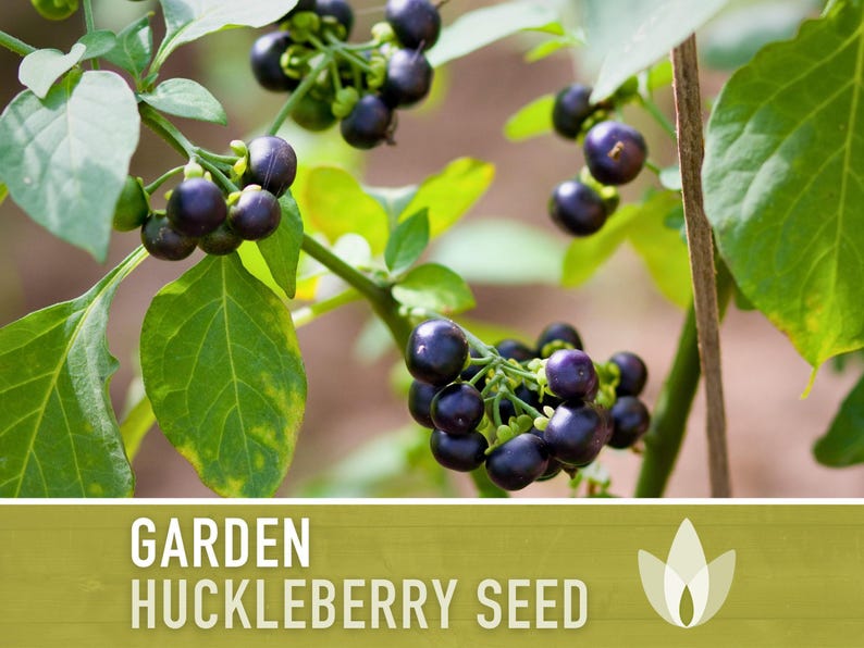 Garden Huckleberry Seeds - Heirloom, Non-GMO | 20+ Seeds image 7
