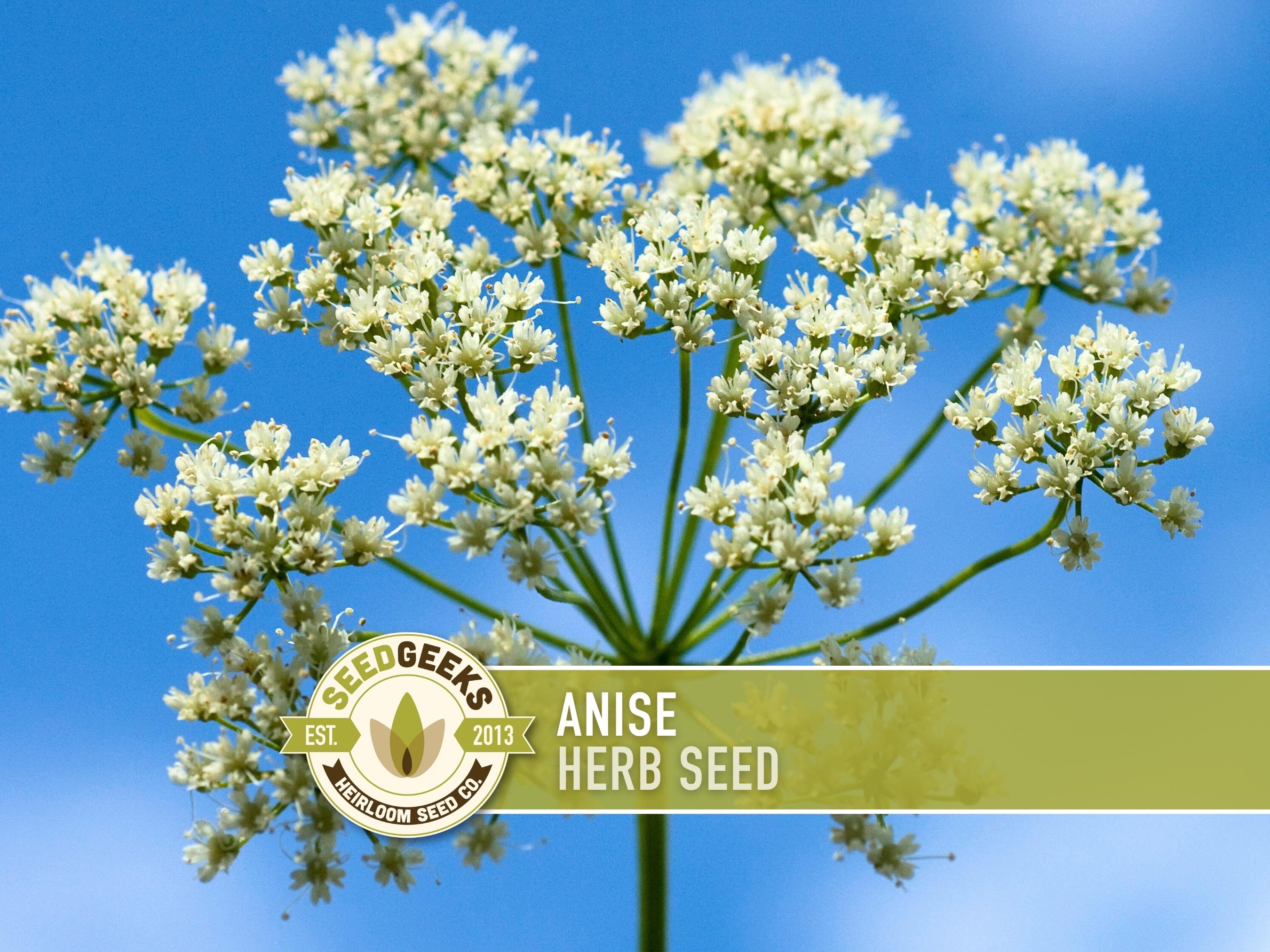 plants with licorice flavored seeds 20 SWEET CICELY Myrrhis Odorata Herb Fragrant Flower Licorice Flavor Seeds main image 1