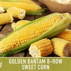 Golden Bantam Sweet Corn Seeds | 50+ Seeds, Non-GMO, Open Pollinated, Heirloom, Zea mays image 10