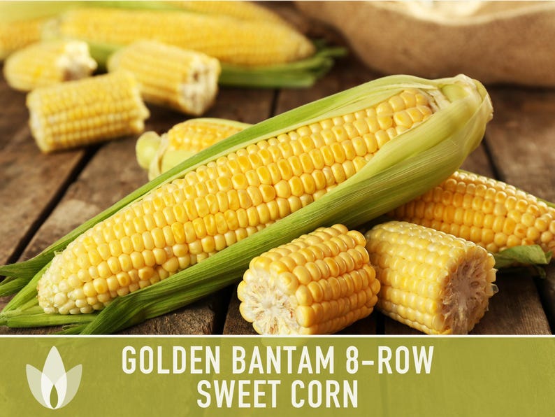 Golden Bantam Sweet Corn Seeds | 50+ Seeds, Non-GMO, Open Pollinated, Heirloom, Zea mays image 10