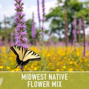 Midwest Native Wildflower Seeds Mix, Heirloom image 4