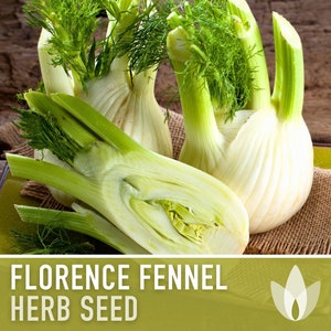 Florence Fennel Heirloom Seeds - Non-GMO, Medicinal Herb, Culinary Herb, Open Pollinated
