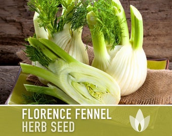 Florence Fennel Heirloom Seeds - Non-GMO, Medicinal Herb, Culinary Herb, Open Pollinated