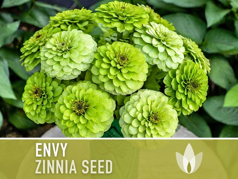 Envy Lime Green Zinnia Seed | 100+ Seeds, Heirloom Annual Flower, Butterfly Gardens, Cut Flowers, Zinnia elegans zdjęcie 4